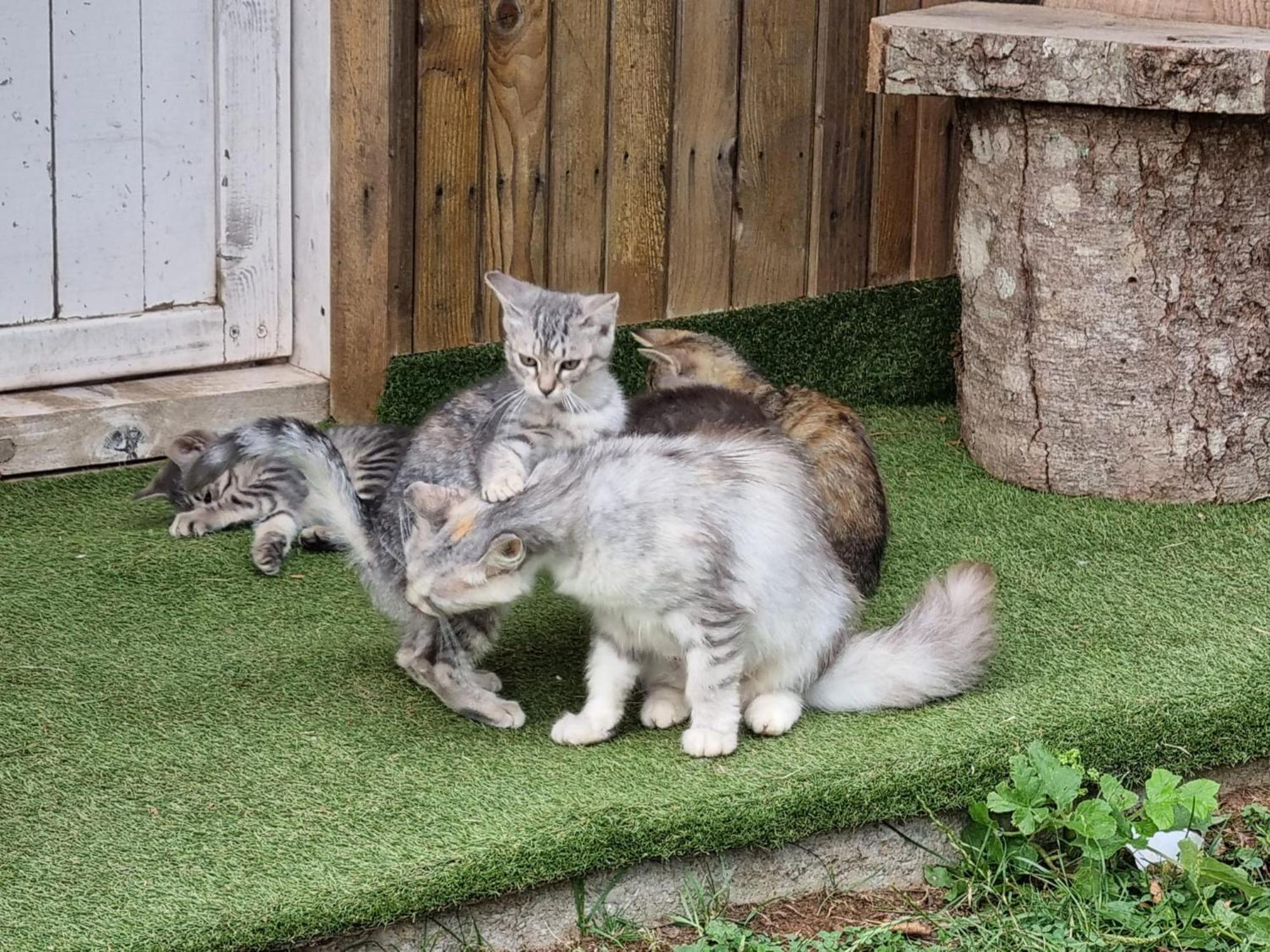 Katun Lanista-Kolibe Bogavac Villa Mojkovac Eksteriør bilde